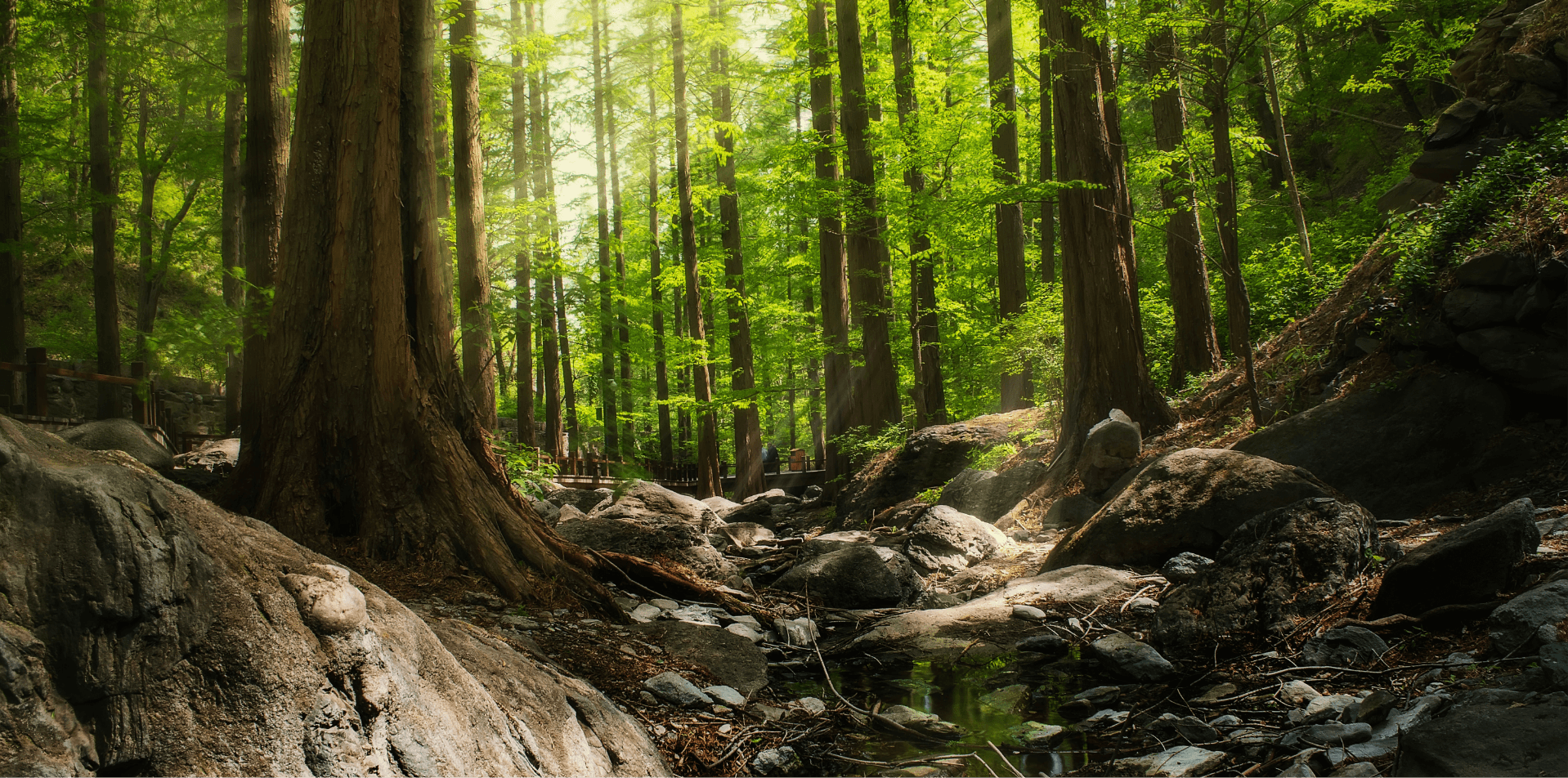 la forêt