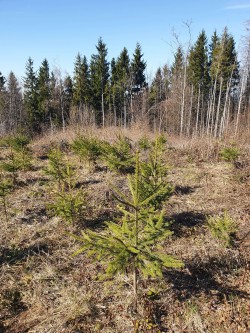 Plantation de Douglas dans la forêt de Suceava