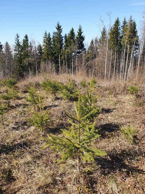 Plantare de Duglas în pădurea Suceava