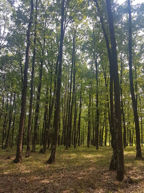 Acquisition de forêt en Roumanie