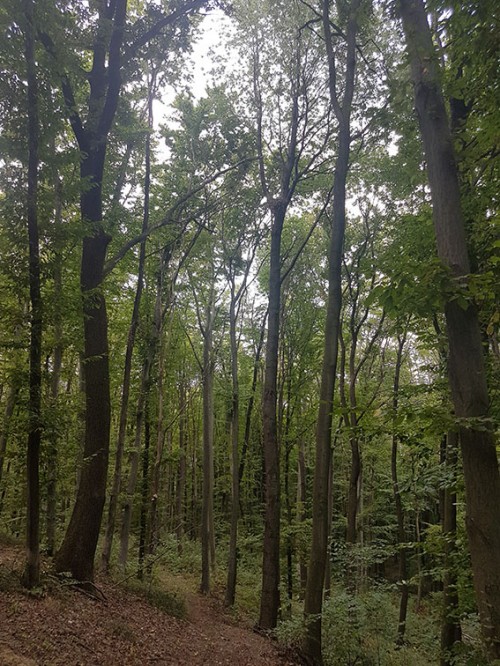 Erwerb von Wald in Rumänien