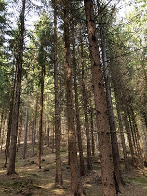 Investir dans le bois à l'étranger